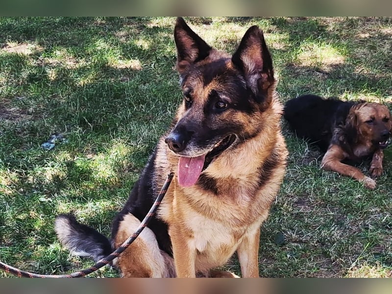 Schäfi-Mix ♥ LEO ♥ ein sanfter, verschmuster Familienhund