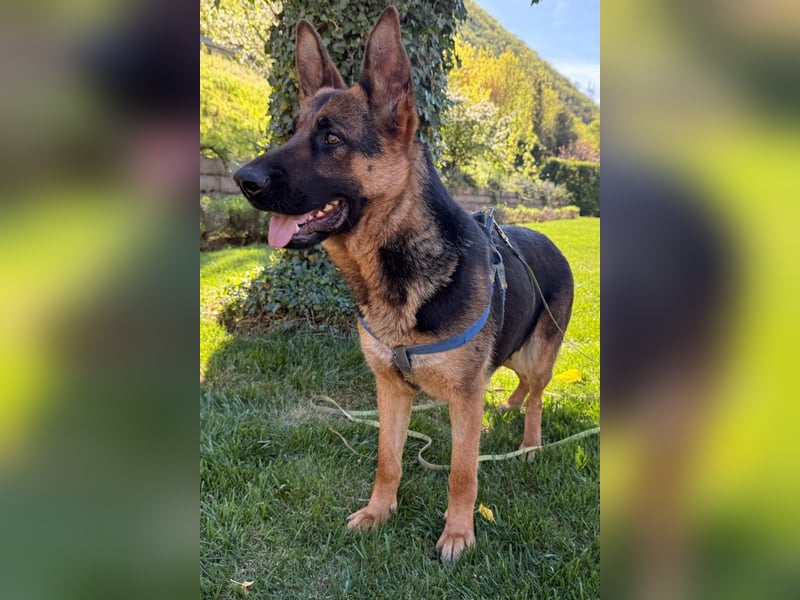 Senta ❤️ liebevolle Schäfi-Mix-Junghündin