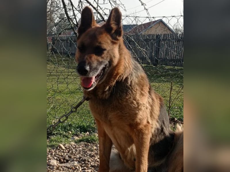 Schäfi-Mix-Lady Vučica ♥️ sucht viel Liebe, gibt viel Liebe