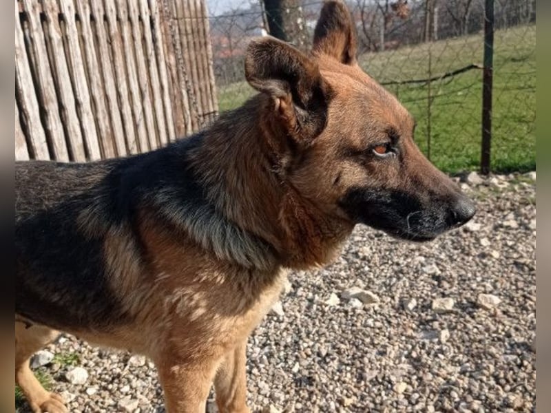 Schäfi-Mix-Lady Vučica ♥️ sucht viel Liebe, gibt viel Liebe