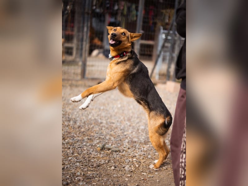 Zima ❤️ kuschlige, anhängliche Schäfi-Mix-Hündin