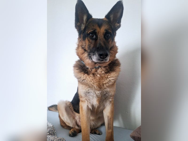 Schäfi-Mix ♥ LEO ♥ ein sanfter, verschmuster Familienhund