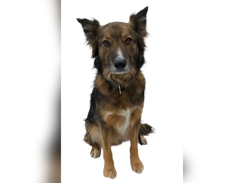 Rocky ❤️ ruhiger, zurückhaltender Bub