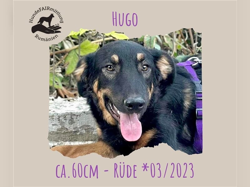 Hugo - junger Schäfermix sucht Familie