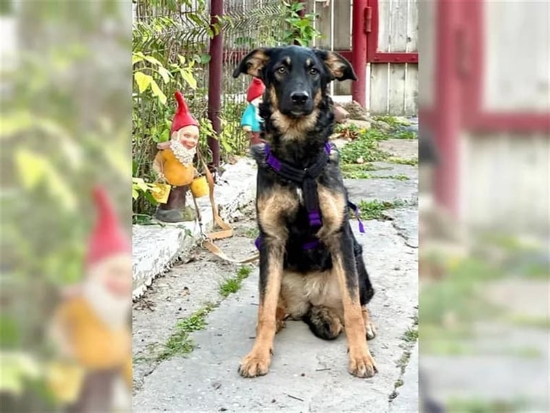 Enola - verkuschelte Junghündin sucht ihre Familie