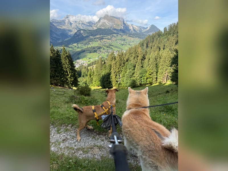 Angela: perfekte Familienhündin