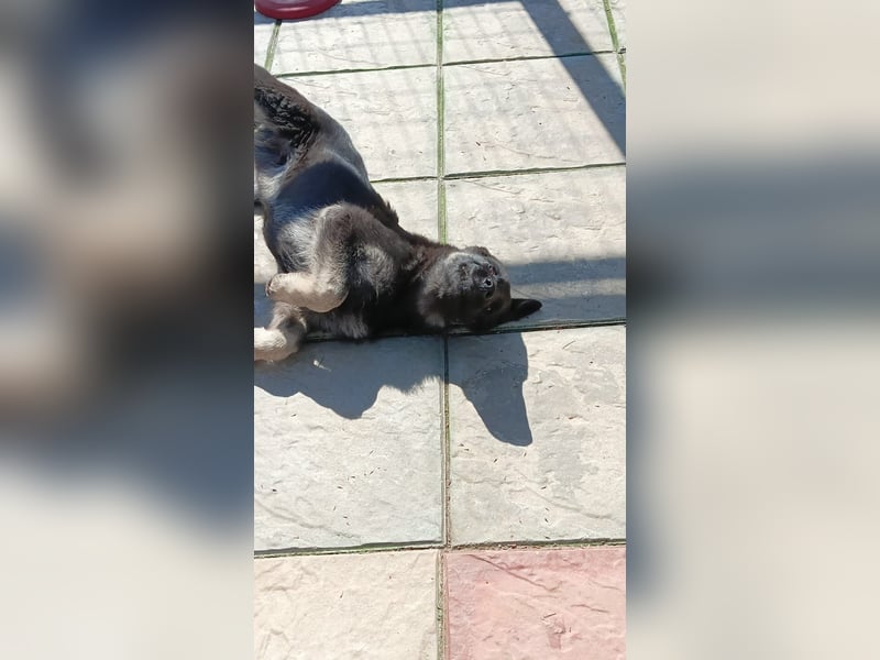 Chips - Schäferhund-Mix