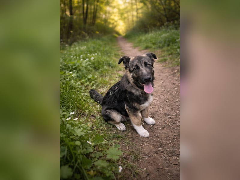 Carlo - Schäferhund-Mix