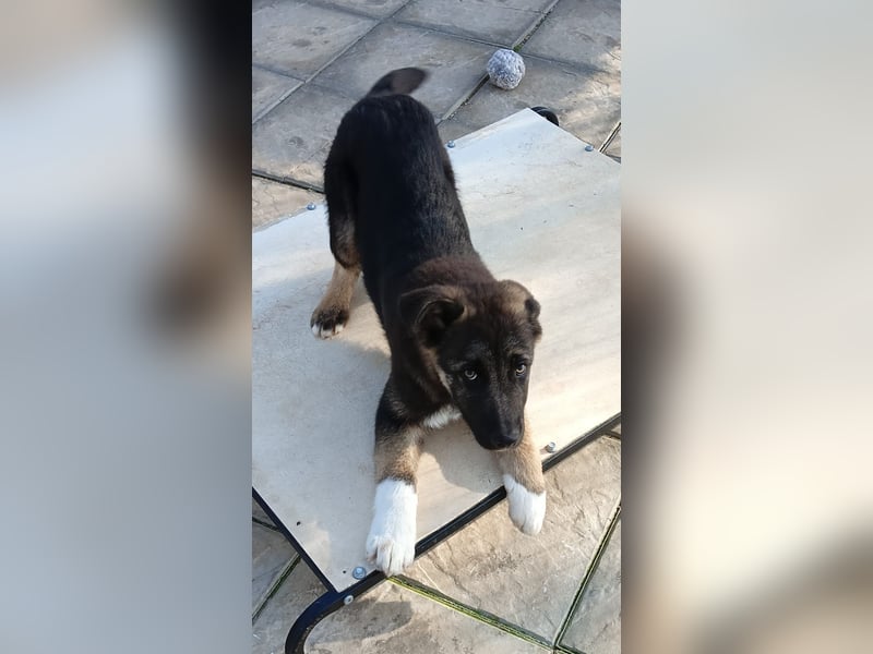 Carlo - Schäferhund-Mix