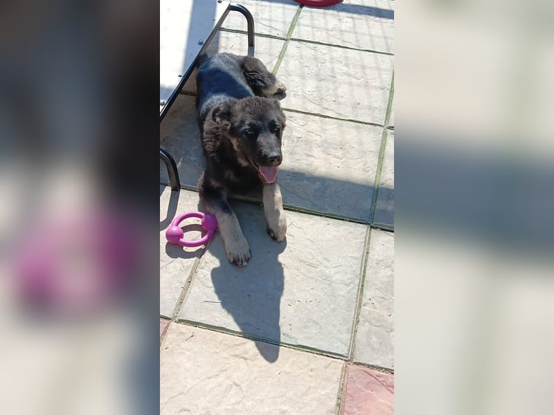 Chips - Schäferhund-Mix