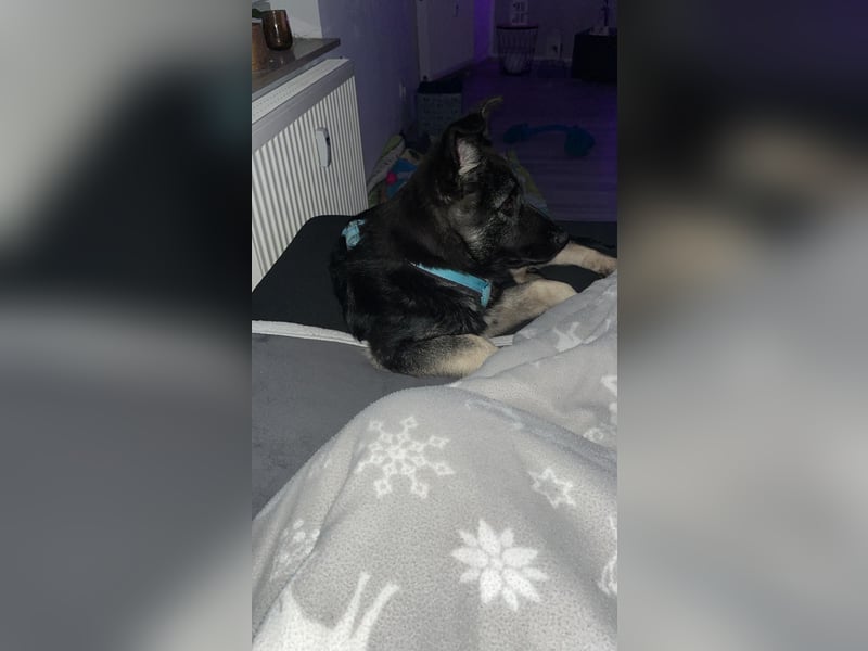 Chips - Schäferhund-Mix