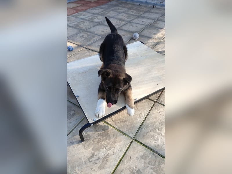 Carlo - Schäferhund-Mix
