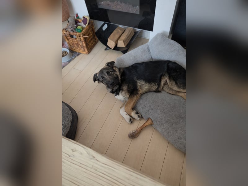 Carlo - Schäferhund-Mix