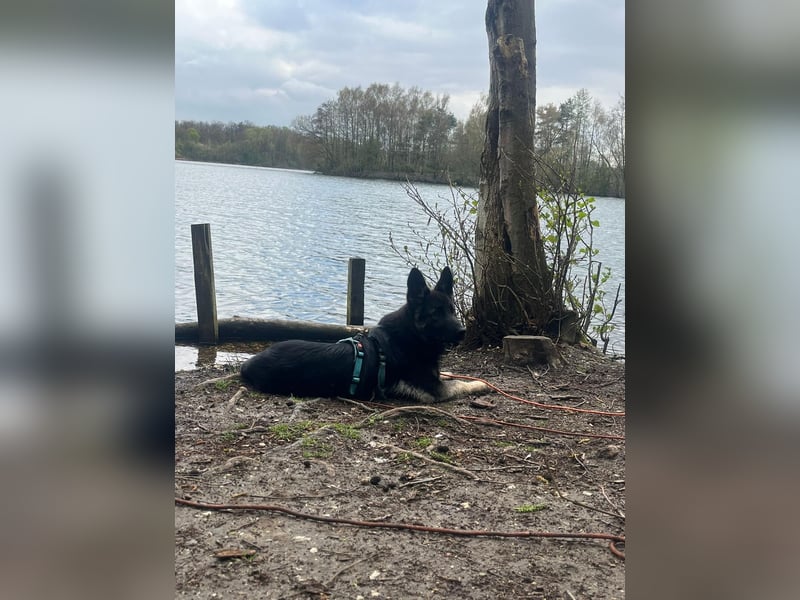 Chips - Schäferhund-Mix