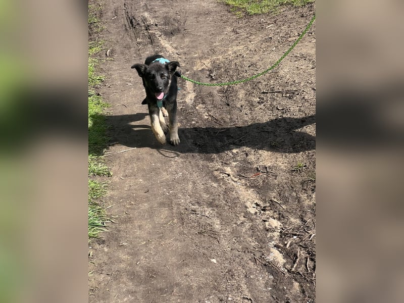 Chips - Schäferhund-Mix