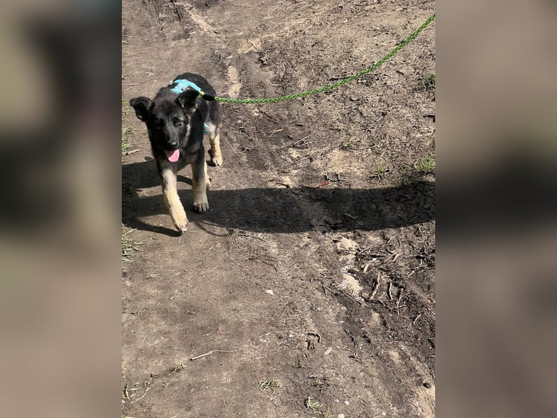 Chips - Schäferhund-Mix