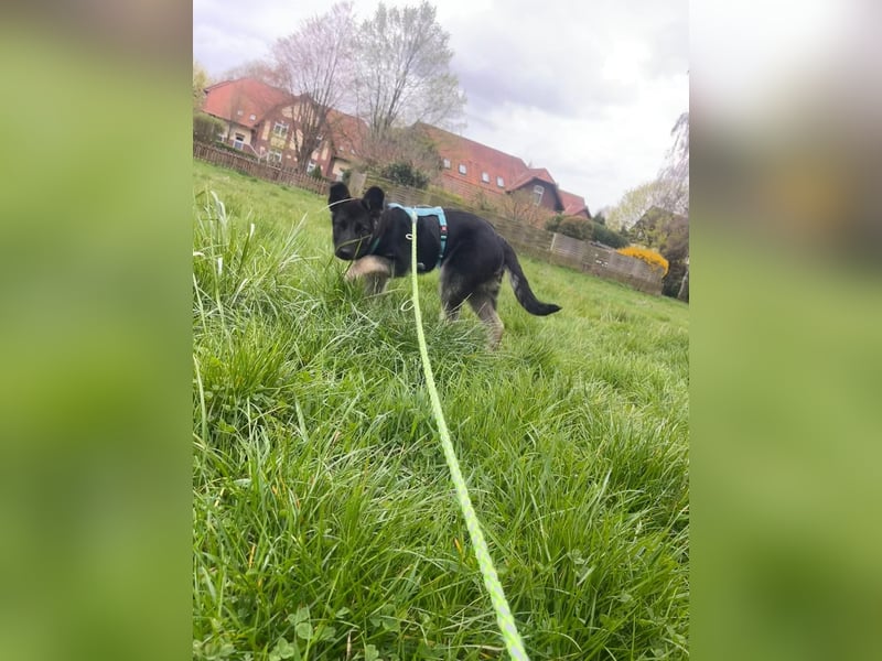 Chips - Schäferhund-Mix