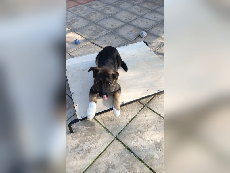 Carlo - Schäferhund-Mix