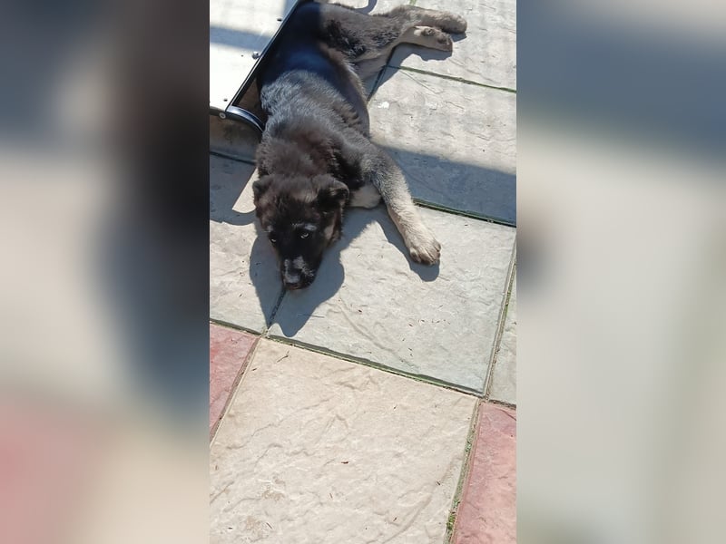 Chips - Schäferhund-Mix