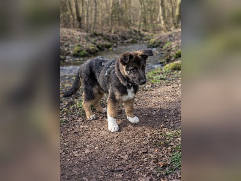 Carlo - Schäferhund-Mix