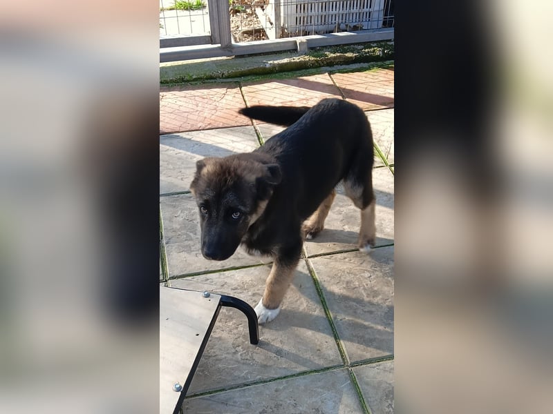 Carlo - Schäferhund-Mix