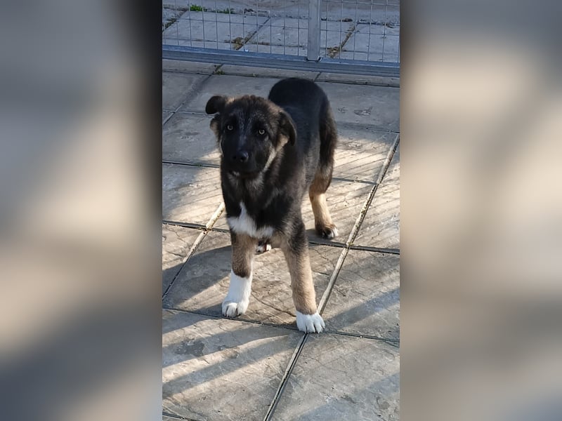 Carlo - Schäferhund-Mix