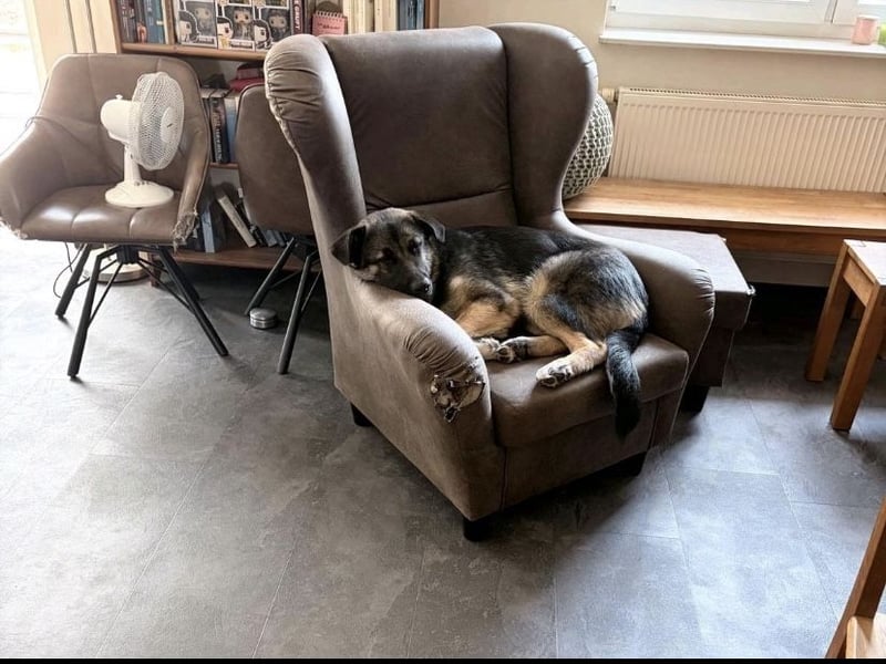 Carlo - Schäferhund-Mix