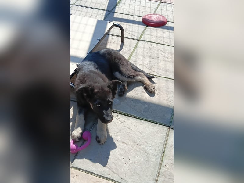 Chips - Schäferhund-Mix