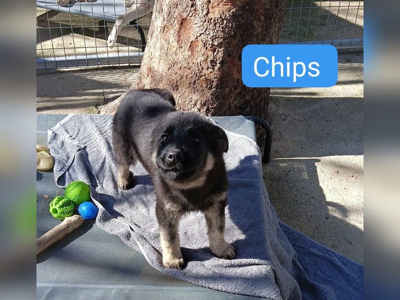 Chips - Schäferhund-Mix