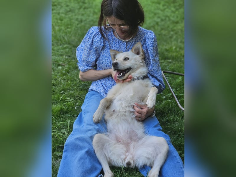 Lena - weißer Schäferhund-Mischling sucht Zuhause - aktuell in Rumänien