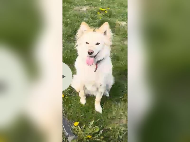 Lena - weißer Schäferhund-Mischling sucht Zuhause - aktuell in Rumänien