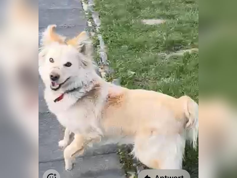 Lena - weißer Schäferhund-Mischling sucht Zuhause - aktuell in Rumänien