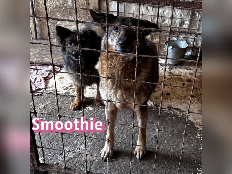 VERMITTLUNGSHILFE Smoothie, 08/20 - sucht endlich eine Rettung!
