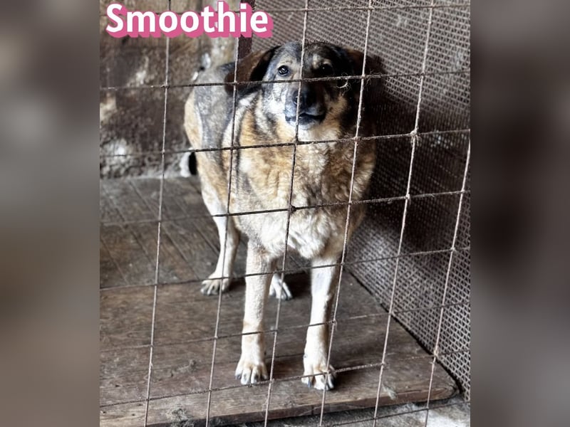 VERMITTLUNGSHILFE Smoothie, 08/20 - sucht endlich eine Rettung!