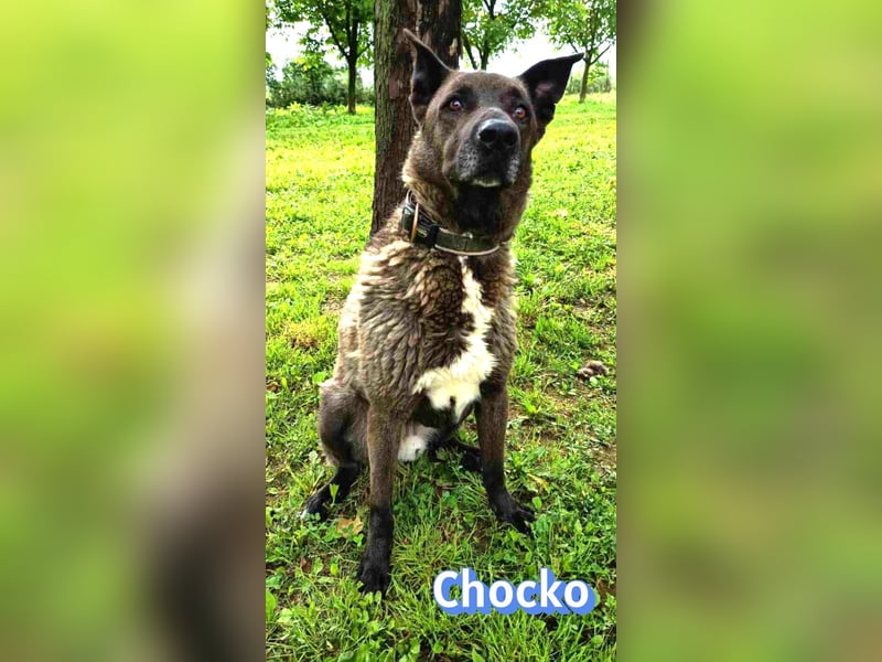 Chocko, 10/22 - treuer Familienhund sucht Zuhause