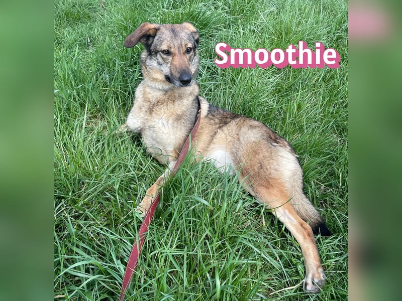 VERMITTLUNGSHILFE Smoothie, 08/20 - sucht endlich eine Rettung!