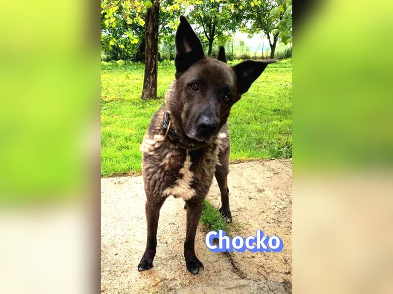 Chocko, 10/22 - treuer Familienhund sucht Zuhause
