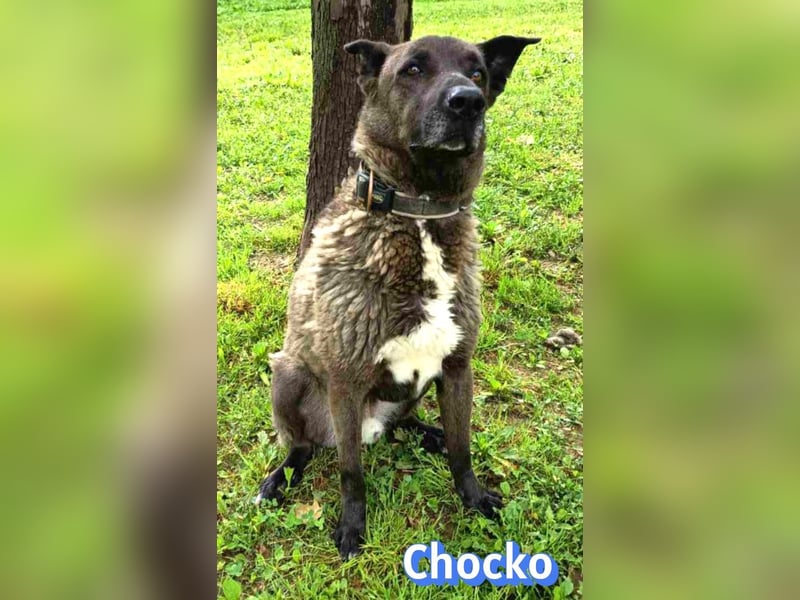 Chocko, 10/22 - treuer Familienhund sucht Zuhause