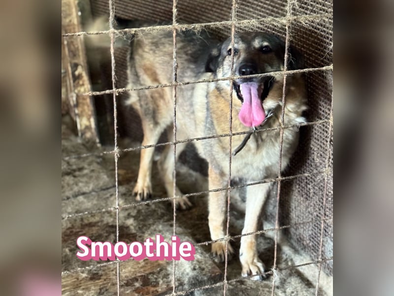 VERMITTLUNGSHILFE Smoothie, 08/20 - sucht endlich eine Rettung!