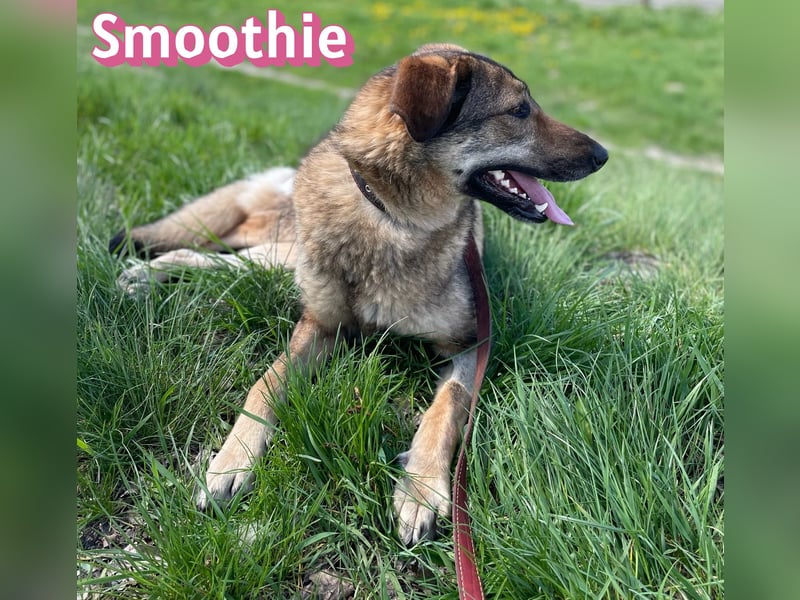 VERMITTLUNGSHILFE Smoothie, 08/20 - sucht endlich eine Rettung!