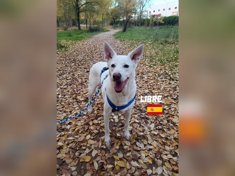 Libre - ruhig und lernwillig