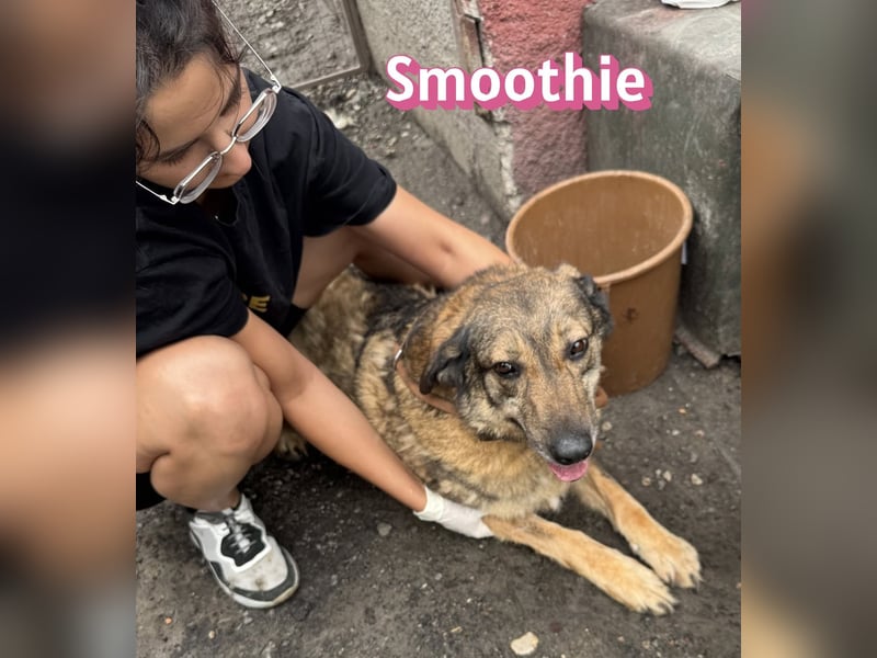 VERMITTLUNGSHILFE Smoothie, 08/20 - sucht endlich eine Rettung!