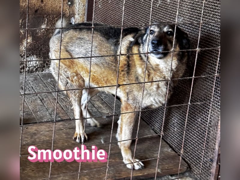 VERMITTLUNGSHILFE Smoothie, 08/20 - sucht endlich eine Rettung!