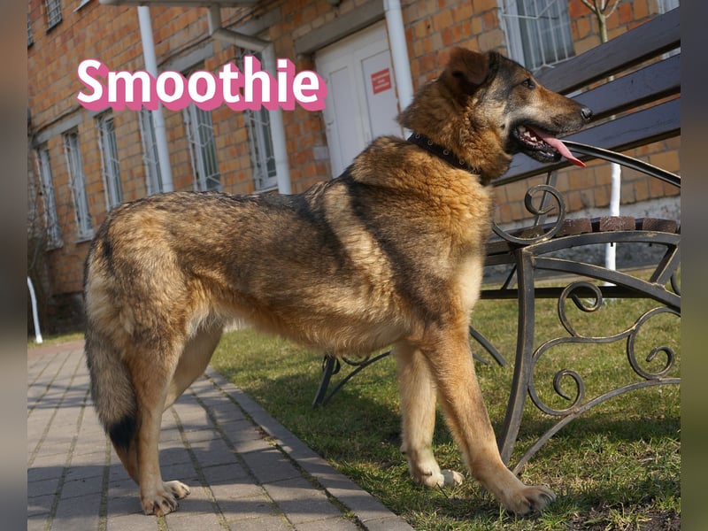 VERMITTLUNGSHILFE Smoothie, 08/20 - sucht endlich eine Rettung!