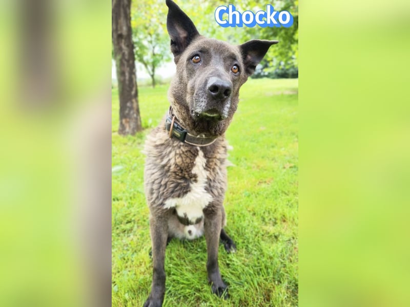 Chocko, 10/22 - treuer Familienhund sucht Zuhause
