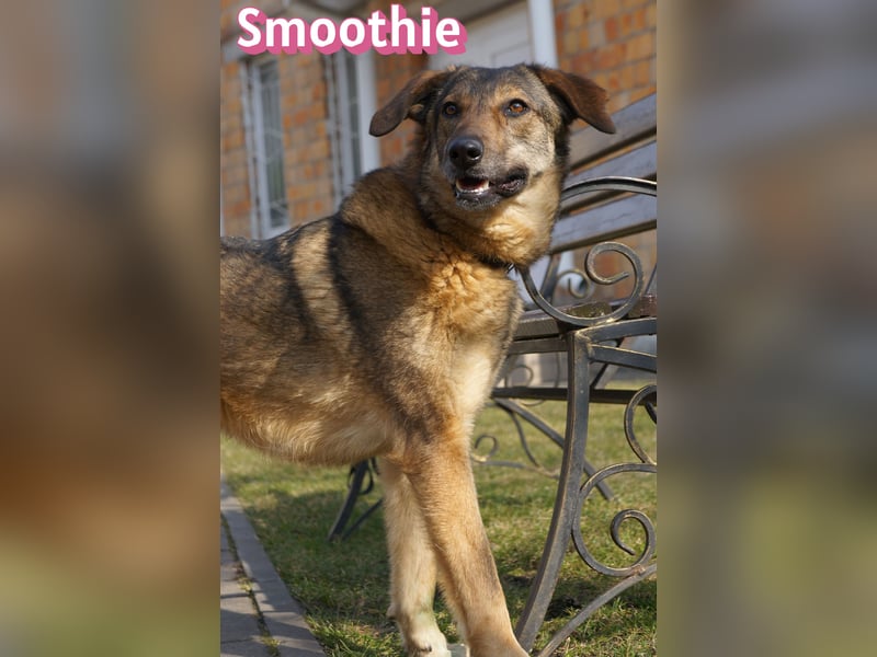 VERMITTLUNGSHILFE Smoothie, 08/20 - sucht endlich eine Rettung!