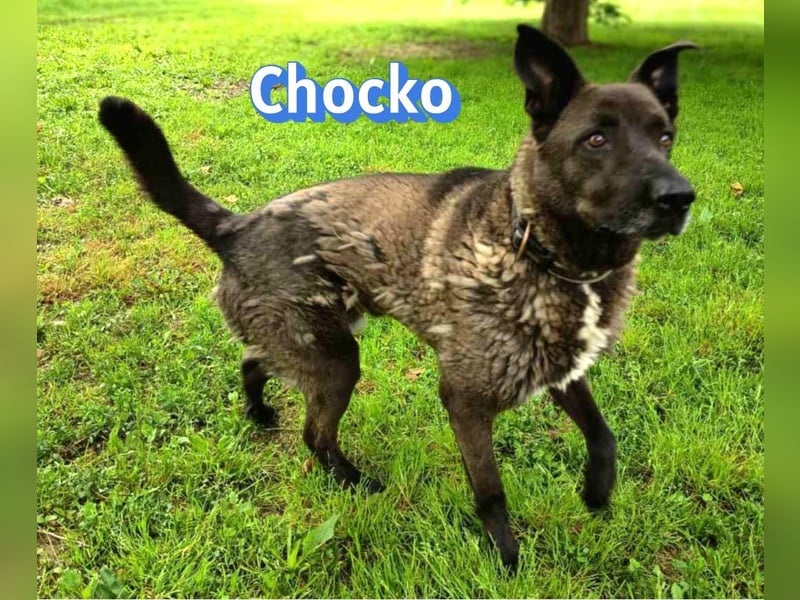 Chocko, 10/22 - treuer Familienhund sucht Zuhause