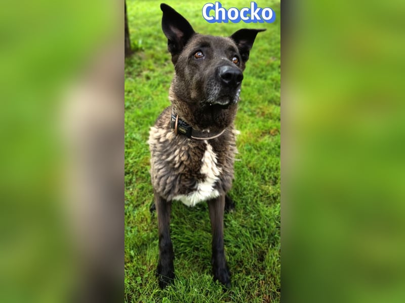 Chocko, 10/22 - treuer Familienhund sucht Zuhause