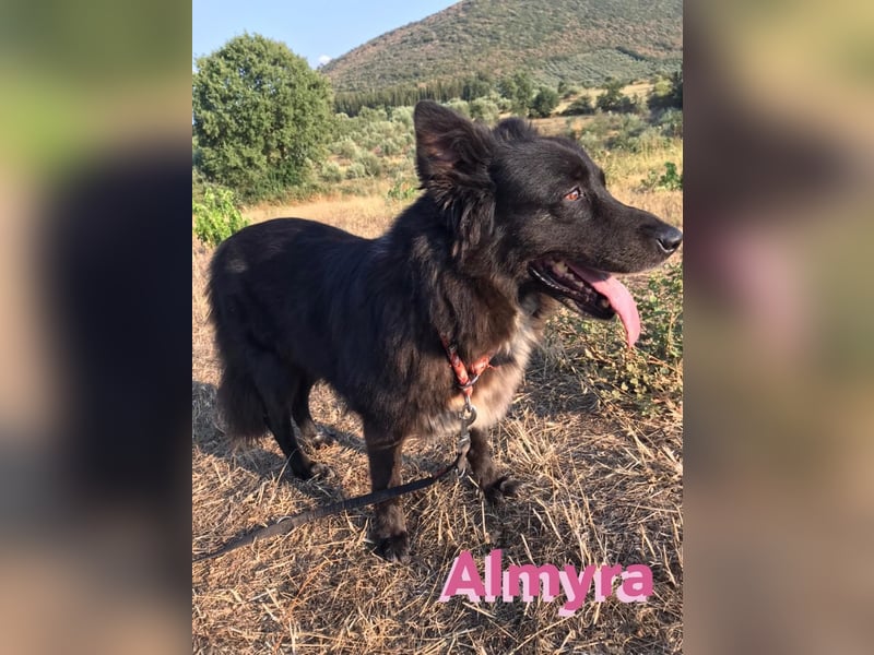 Almyra, 04/14 - toller Hund für Könner!