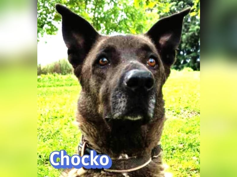 Chocko, 10/22 - treuer Familienhund sucht Zuhause